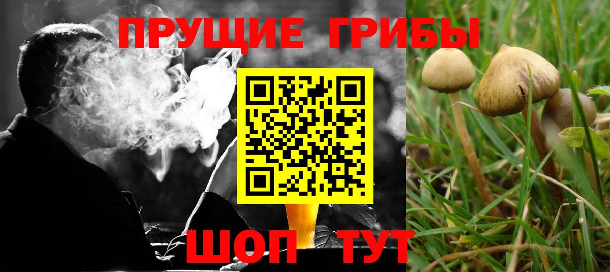где продают наркотики  Галлюциногенные грибы Psilocybe  Вход с VPN  Новокузнецк 